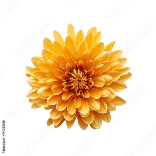 top view of a single chrysanthemum flower isolated on a white background