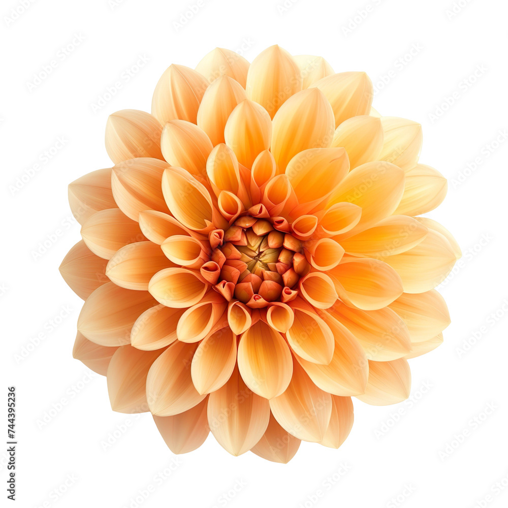 top view of a single dahlia flower isolated on a white background top view of a single dahlia flower isolated on a white background