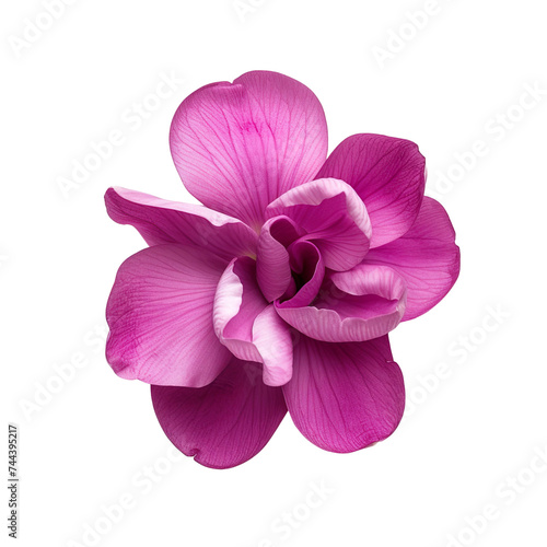top view of a single cyclamen flower isolated on a white background photo