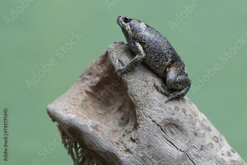 An adult Muller's narrow mouth frog is resting on a dry tree branch. This amphibian has the scientific name Kaloula baleata. photo