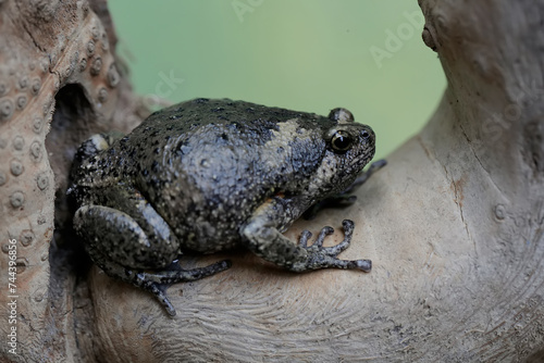 An adult Muller's narrow mouth frog is resting on a dry tree branch. This amphibian has the scientific name Kaloula baleata. photo