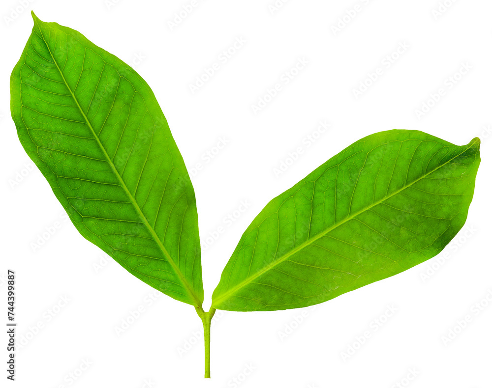 Obraz premium Young green leaf isolated on white background.