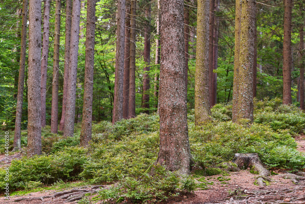Naklejka premium Wald im Fichtelgebirge, Bayern, Deutschland