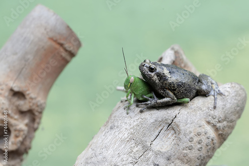 Tableau sur toile A Muller's narrow mouth frog is ready to prey on a green grasshopper