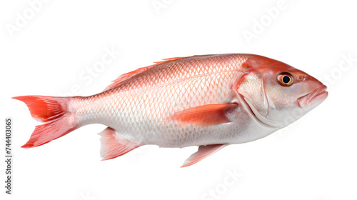 Raw fresh fish isolated on white or transparent background