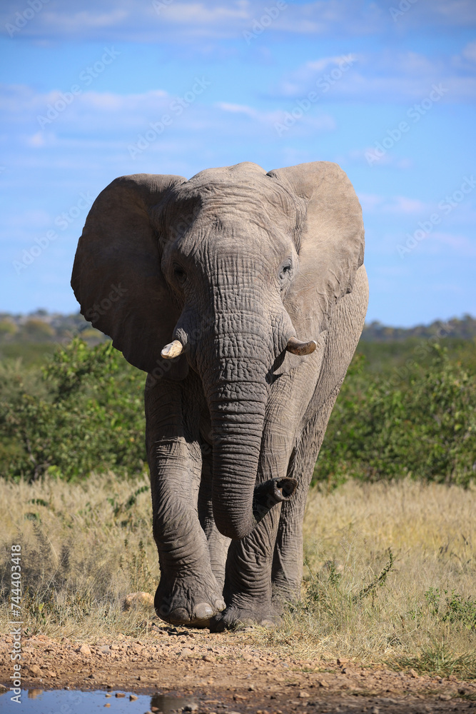 a single african elephant at a waterhole in Etosha NP a single african elephant at a waterhole in Etosha NP