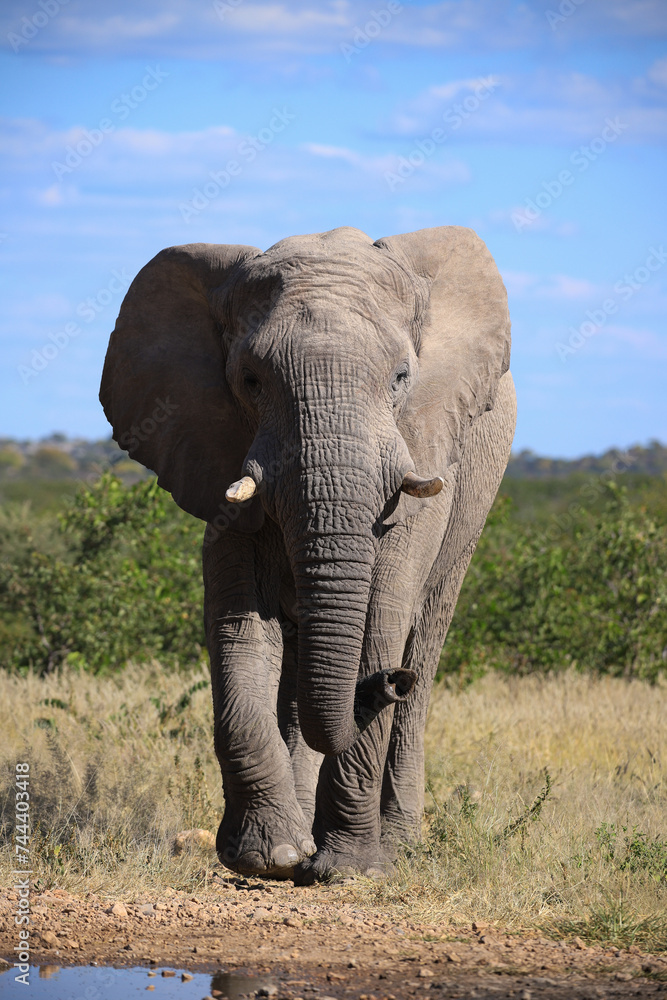 a single african elephant at a waterhole in Etosha NP