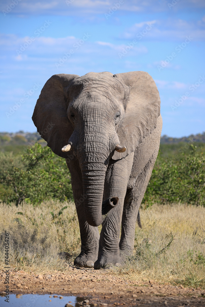a single african elephant at a waterhole in Etosha NP