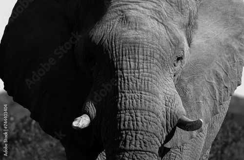 black and white portrait picture of an african elephant in Ethosha NP
