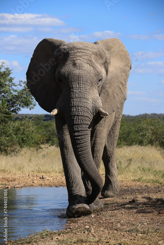 a single african elephant at a waterhole in Etosha NP