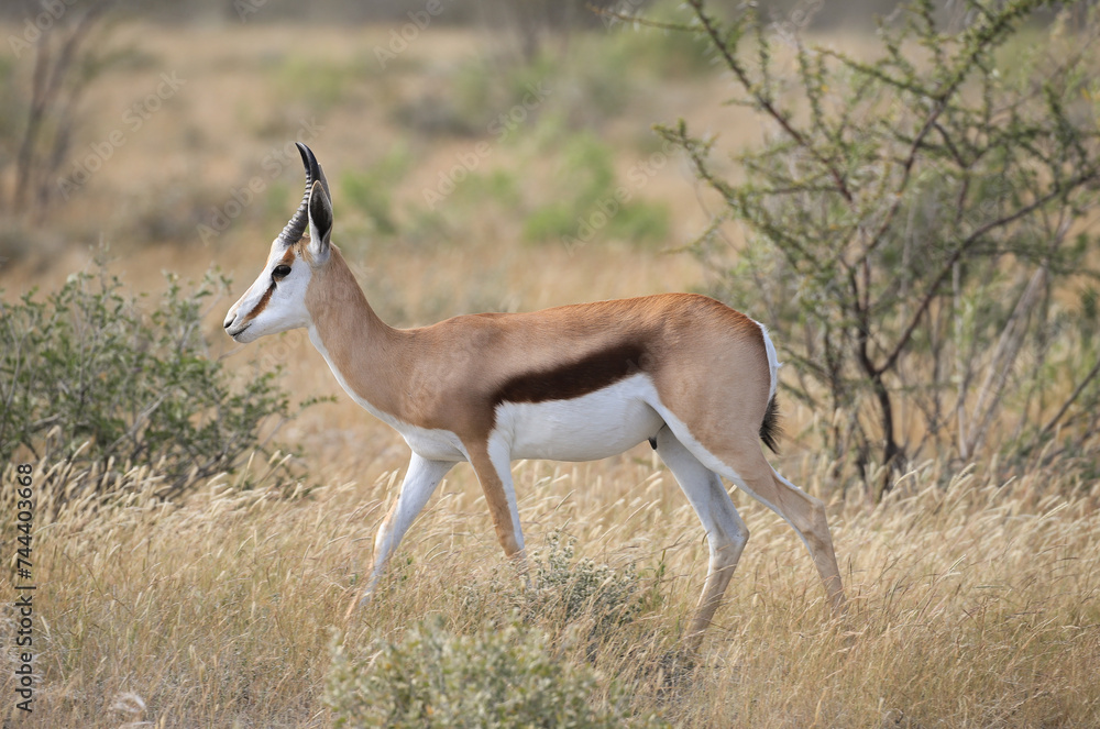 a thomson gazelle in the savannah of Etosha NP a thomson gazelle in the savannah of Etosha NP