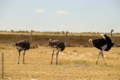 a group of ostriches in Etosha NP