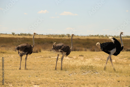 a group of ostriches in Etosha NP photo