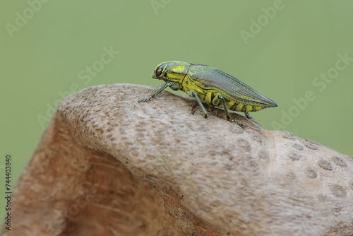 A jewel beetle from the family buprestidae resting on a dry bamboo stem. This insect has the scientific name Chrysochroa fulminans. photo