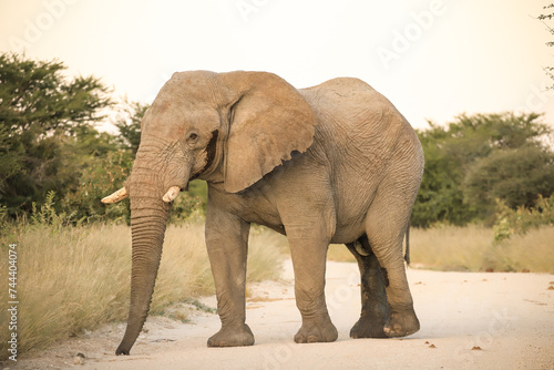 an african elephant on a gravel road in Etosha NP