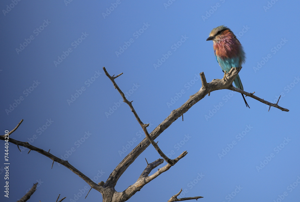 lilac breasted roller sits in an acacia tree lilac breasted roller sits in an acacia tree