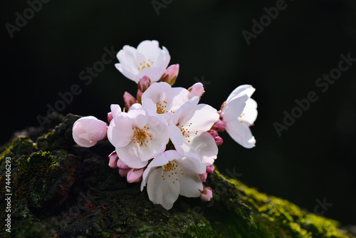 Close-up macro of cherry blossoms　Sakura　桜のイメージアップ画像