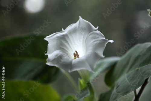 Datura white flower close-up (fastuosa, stramonium)
