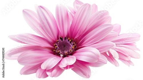 very beautiful African daisy flowers on a white background © abdul kahfi
