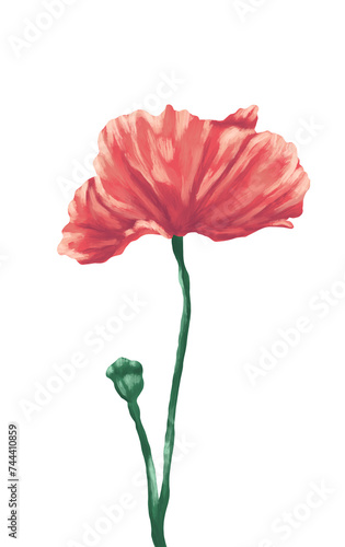 Poppy flower painting illustration