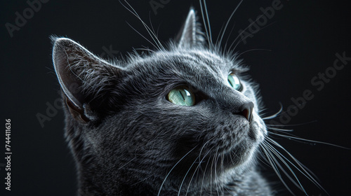 A closeup of a russian blue cat with silver fur and green eyes, looking elegant.