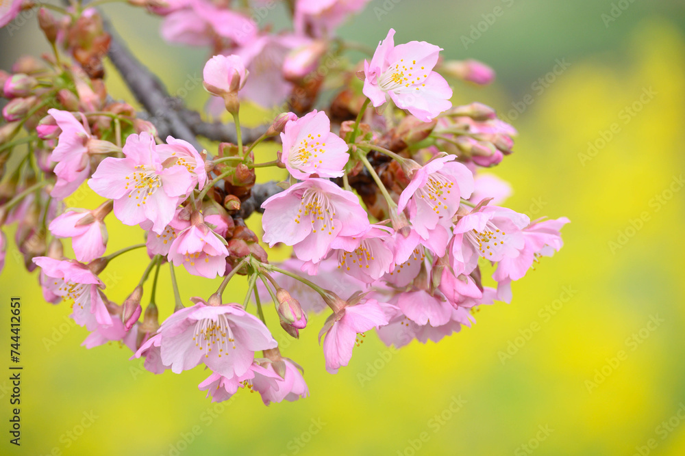 菜の花畑に咲く河津桜。鮮やかなビタミンカラーの黄色とピンク 菜の花畑に咲く河津桜。鮮やかなビタミンカラーの黄色とピンク