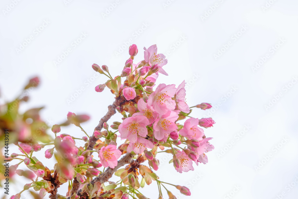 まだ寒さが厳しい2月、早咲きの河津桜が咲き始める。春の気配を感じる神戸の西郷川河口公園