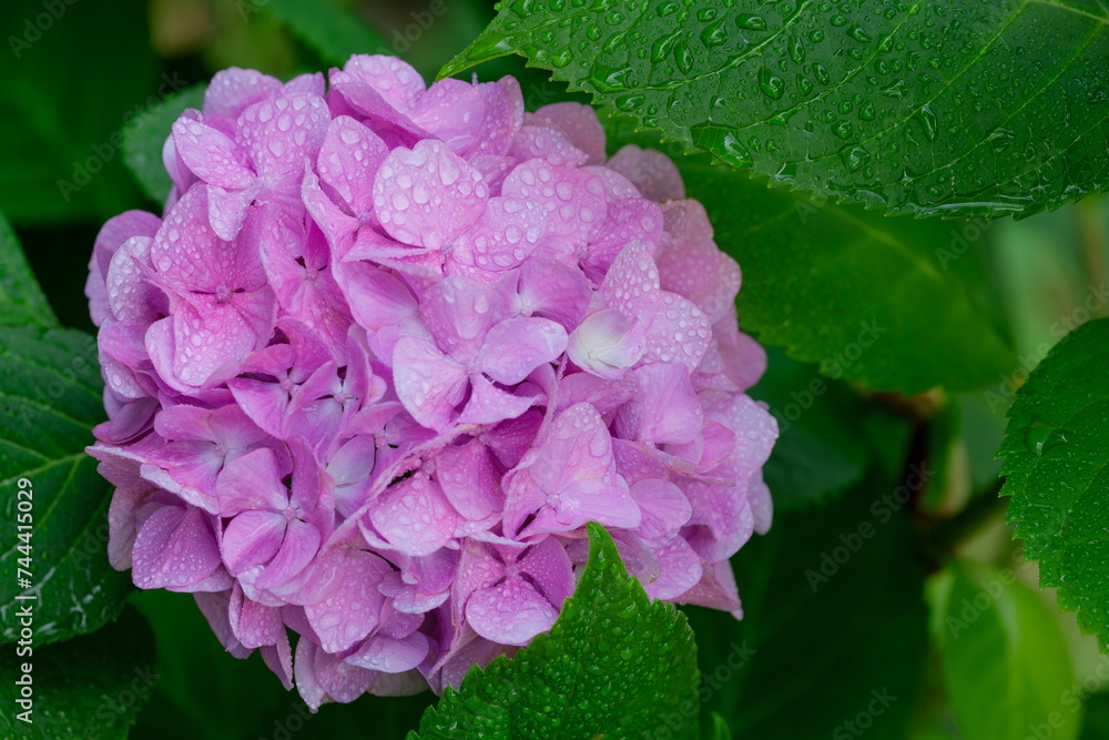 雨に濡れたピンクの紫陽花 雨に濡れたピンクの紫陽花