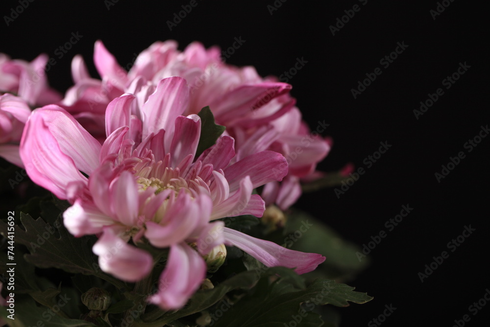 Autumn, chrysanthemums are opening Autumn, chrysanthemums are opening