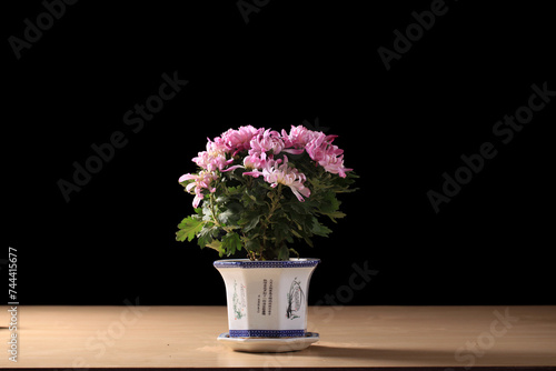 Autumn  chrysanthemums are opening