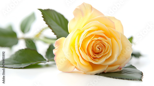 single yellow rose on a white background beautiful yellow rose isolated on whiteFresh yellow rose on white background isolated yellow rose on white background. Generative AI