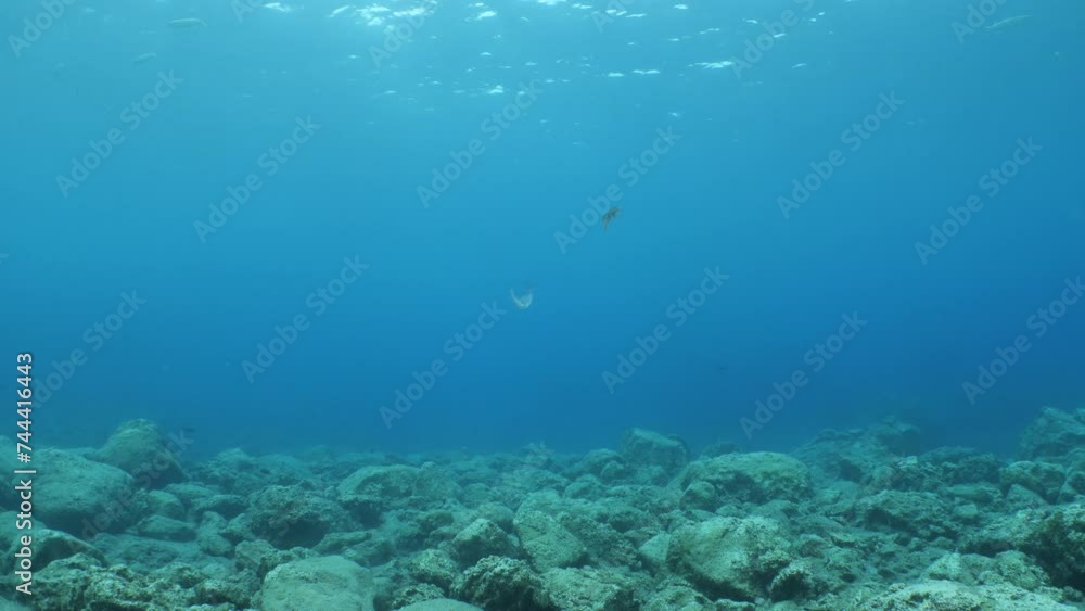 underwater calamari swimming underwater close and slow ocean scenery animal cephalopod Decapodiformes loligo vulgaris underwater calamari swimming underwater close and slow ocean scenery animal cephalopod Decapodiformes loligo vulgaris