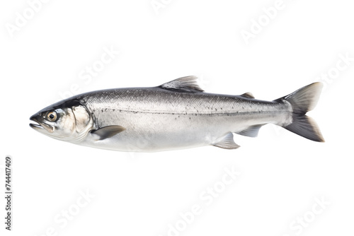 salmon fish isolated on transparent or white background, png