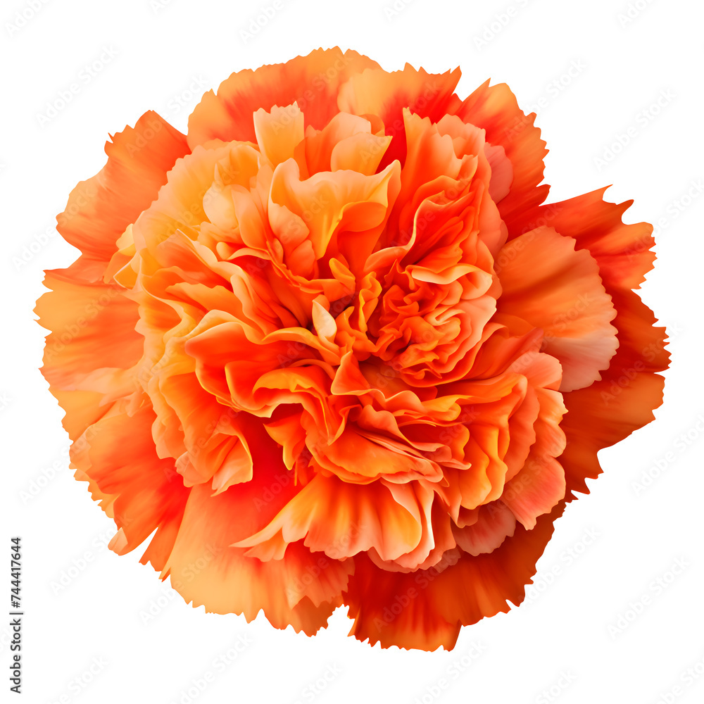Top view of Orange Carnation flower isolated on white transparent background. studio shot. Top view of Orange Carnation flower isolated on white transparent background. studio shot.
