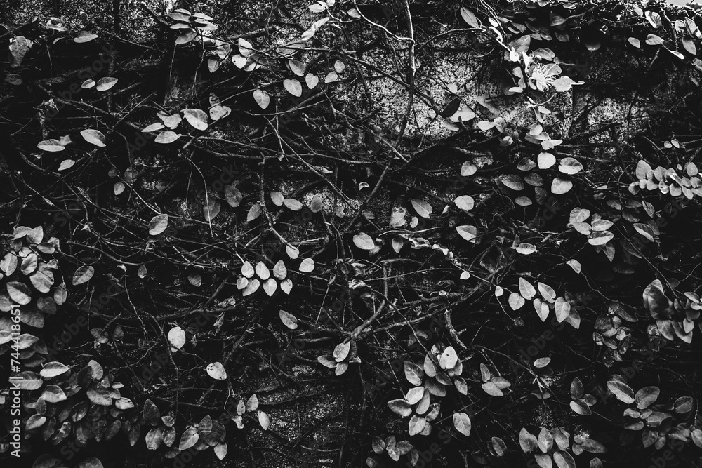 Ivy wall. Black and white toned image Ivy wall. Black and white toned image