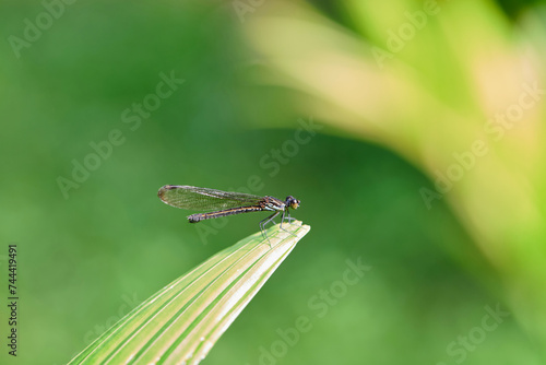 Close-up view of  dragonfly perching on leaf