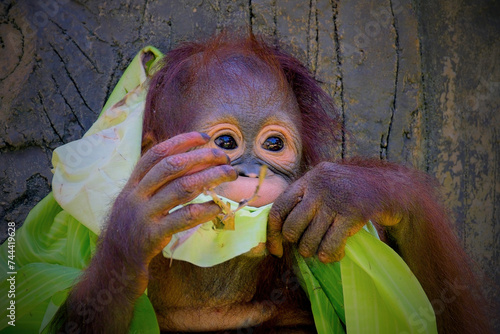 An baby orangutan in a conservation