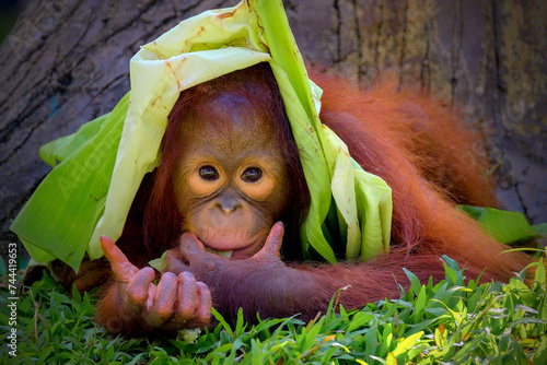 An baby orangutan in a conservation