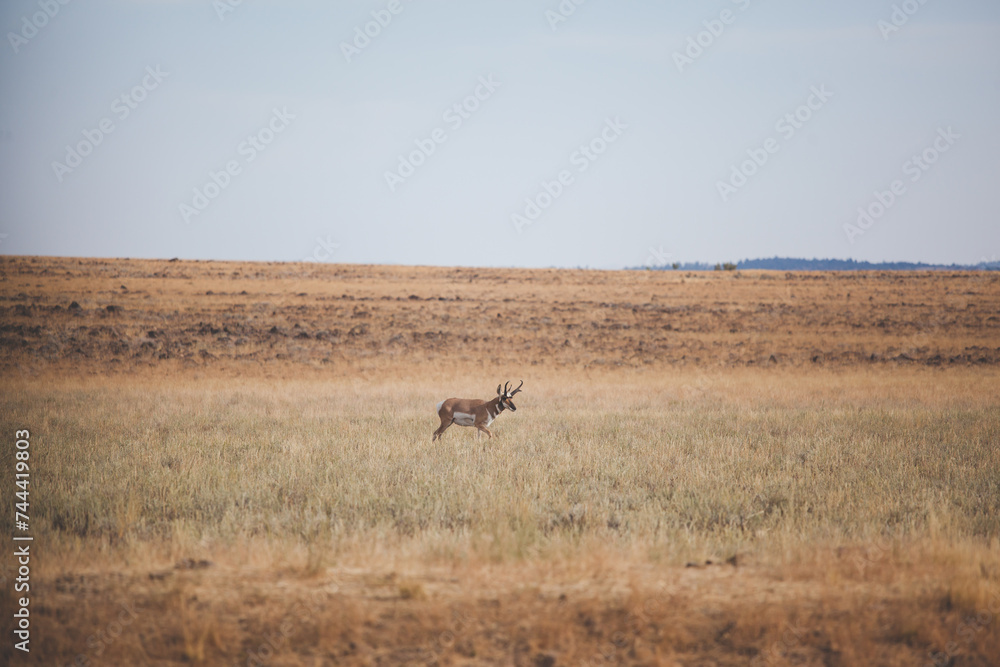 Pronghorn Walking Grassland Desert Bolder Field Pronghorn Walking Grassland Desert Bolder Field