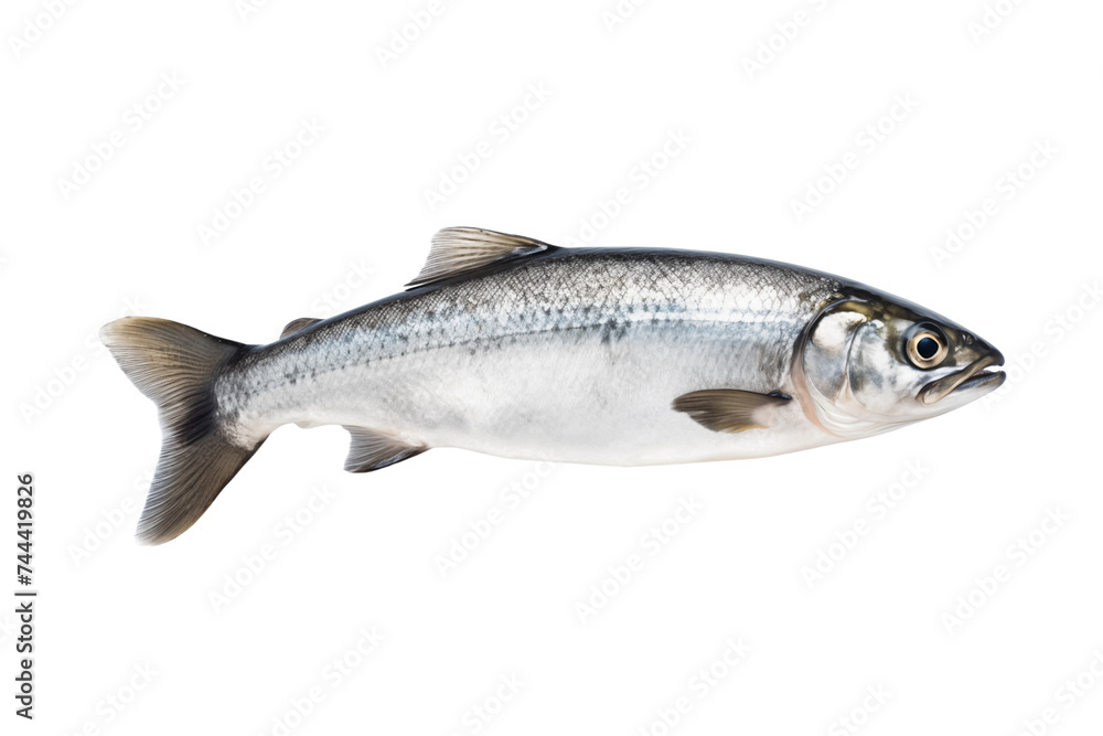 Fresh whole salmon fish isolated on transparent or white background, png
