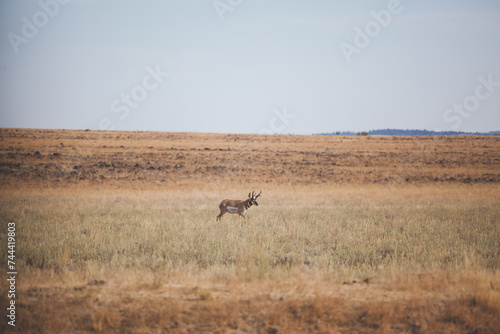 Pronghorn Walking Grassland Desert Bolder Field © Cavan