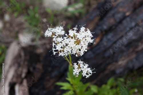 Wildflowers on Stanley Lake Trail in Sawtooths photo