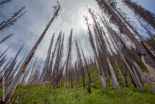 Greenup in forrest after wildfire burn