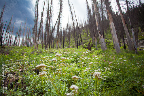 Wildflower explosion after wildfire in timber burn photo