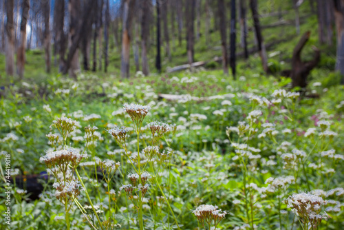 Wildflowers on Stanley Lake Trail in Sawtooths after burn