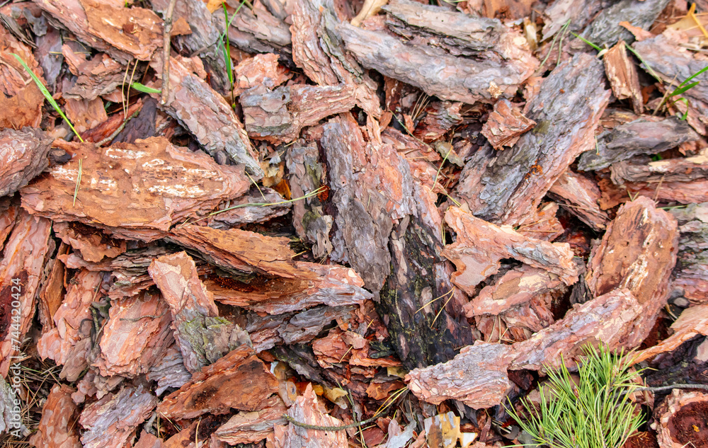 Peeling tree bark on the ground as a background Peeling tree bark on the ground as a background