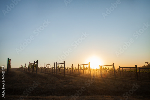 Vineyards in the Hunter Valley