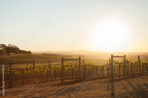 Misty vineyard with grapevines lit by the morning sun light