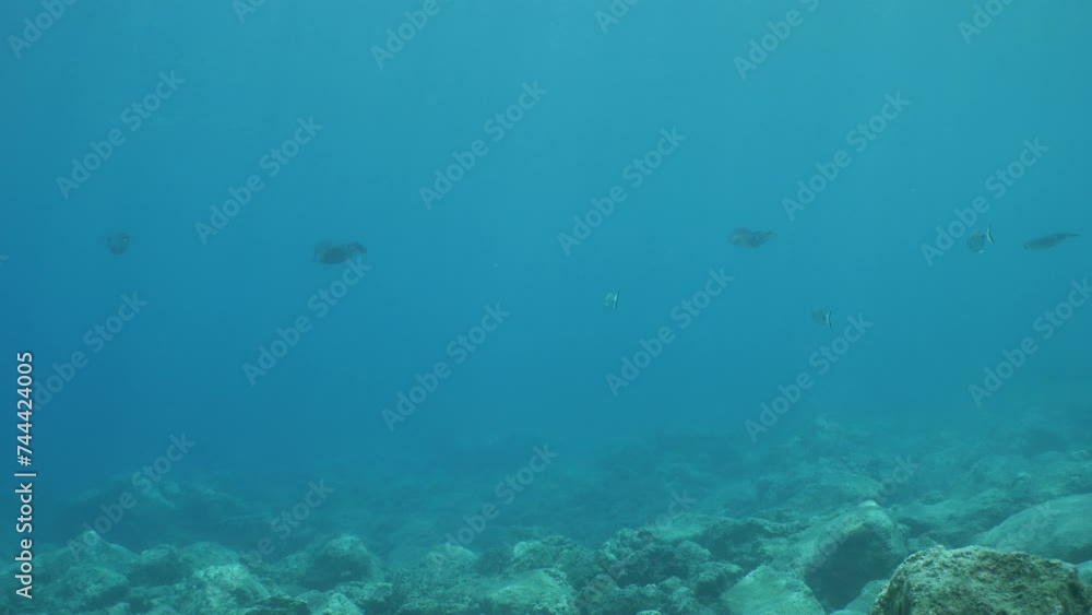 underwater calamari swimming underwater close and slow ocean scenery animal cephalopod Decapodiformes loligo vulgaris underwater calamari swimming underwater close and slow ocean scenery animal cephalopod Decapodiformes loligo vulgaris