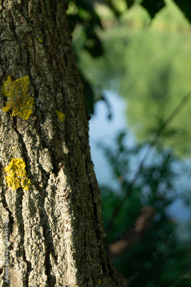 Fototapeta premium bark of a tree